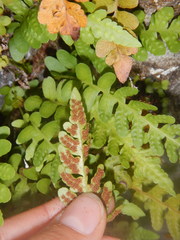 Polypodium amorphum