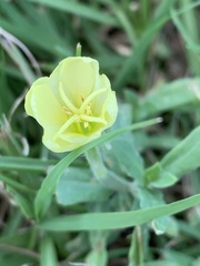 Oenothera humifusa