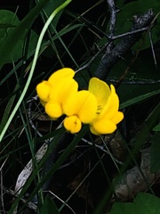 Hydrophyllum macrophyllum