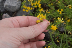 Medicago falcata