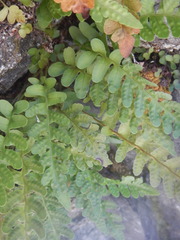 Polypodium amorphum