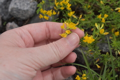 Medicago falcata