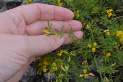 Medicago falcata