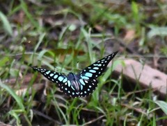 Graphium chironides