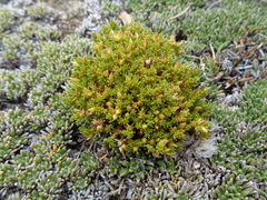 Colobanthus lycopodioides