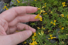 Medicago falcata