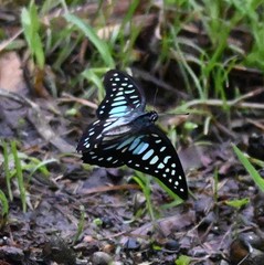 Graphium chironides