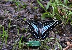 Graphium chironides