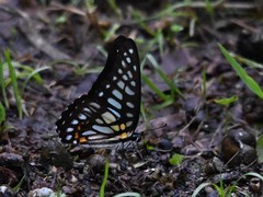 Graphium chironides