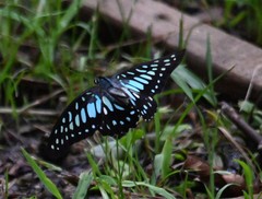 Graphium chironides