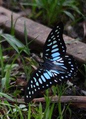 Graphium chironides