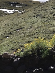 Cineraria lyratiformis