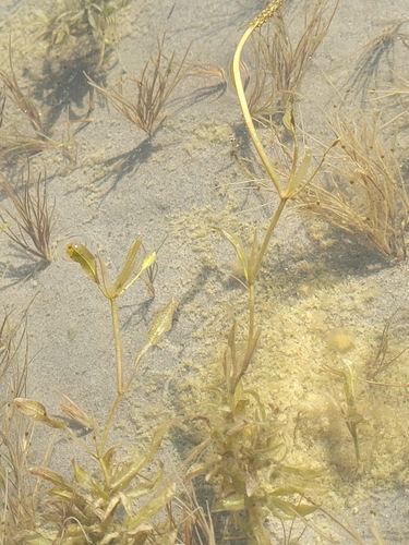 Richardson's pondweed (Potamogeton richardsonii)