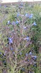 Anchusa strigosa