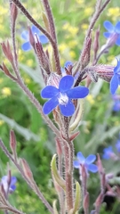 Anchusa strigosa