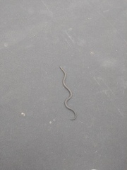 Atractus crassicaudatus