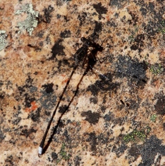 Ecchlorolestes peringueyi