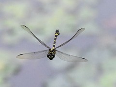 Ictinogomphus pertinax