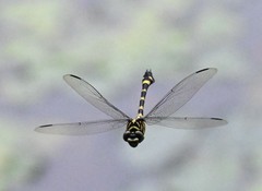 Ictinogomphus pertinax
