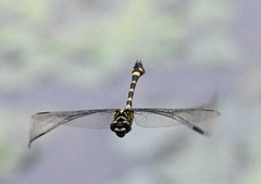 Ictinogomphus pertinax