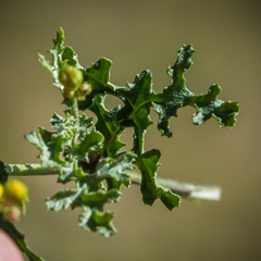 Cineraria lyratiformis