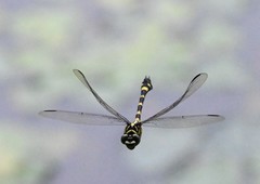 Ictinogomphus pertinax
