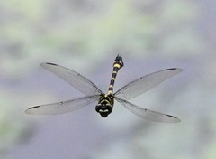 Ictinogomphus pertinax