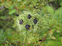 Aceria galiobia
