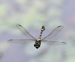 Ictinogomphus pertinax