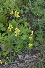 Linaria vulgaris