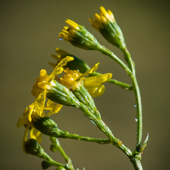 Cineraria lyratiformis