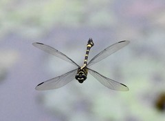 Ictinogomphus pertinax