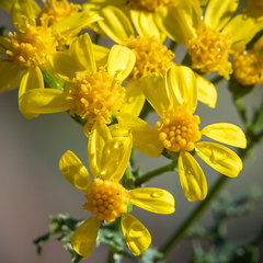 Cineraria lyratiformis