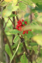 Sambucus sibirica