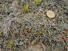 Ephedra frustillata