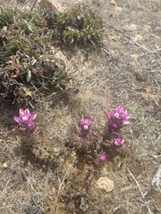 Castilleja exserta latifolia