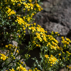 Cineraria lyratiformis