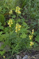 Linaria vulgaris