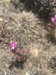 Castilleja exserta latifolia