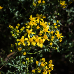 Cineraria lyratiformis