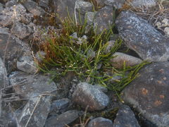 Carmichaelia uniflora