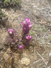 Castilleja exserta latifolia
