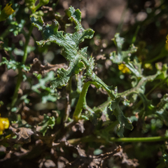 Cineraria lyratiformis