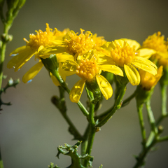 Cineraria lyratiformis