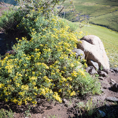 Cineraria lyratiformis