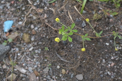 Medicago lupulina