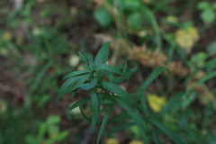 Pentanema salicinum