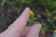 Medicago lupulina