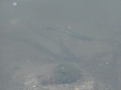 Hemiculter leucisculus