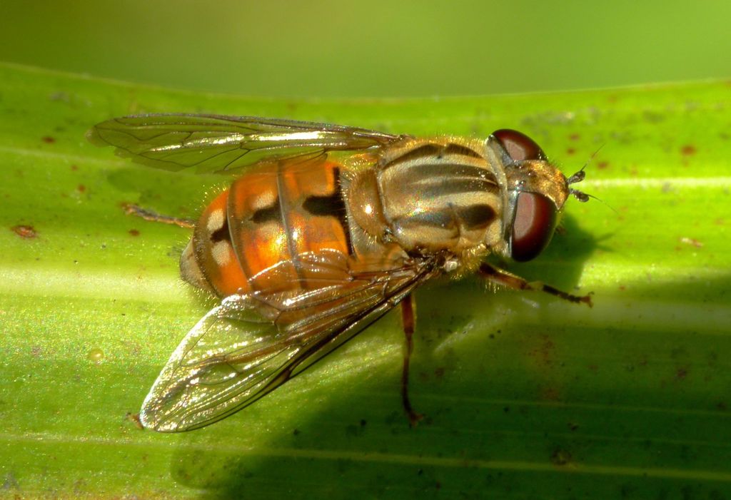 Helophilus cargilli